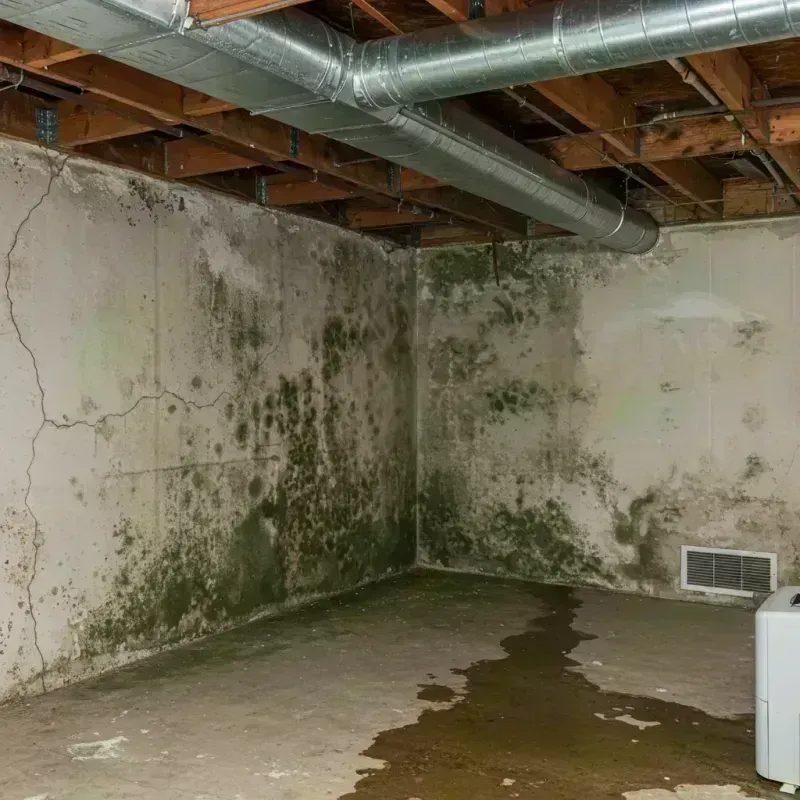 Professional Mold Removal in Clever, MO